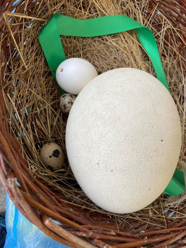 342716581_222004717102703_7135884591778413920_n